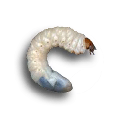tree_grub-icon.png
